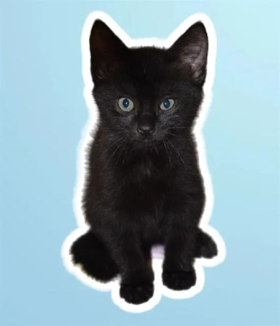 Vader