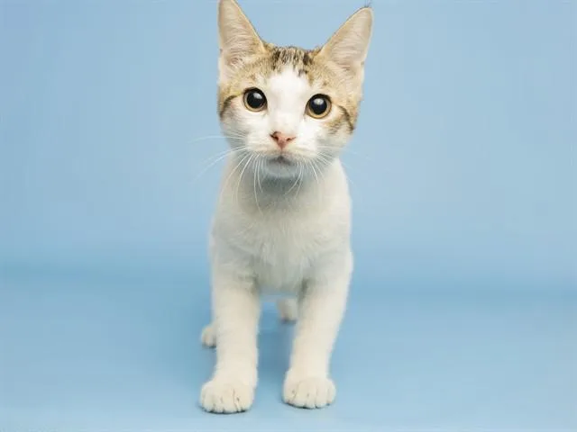 A baby small-sized female Domestic Short Hair cat named Minnie for adoption in Phoenix, AZ