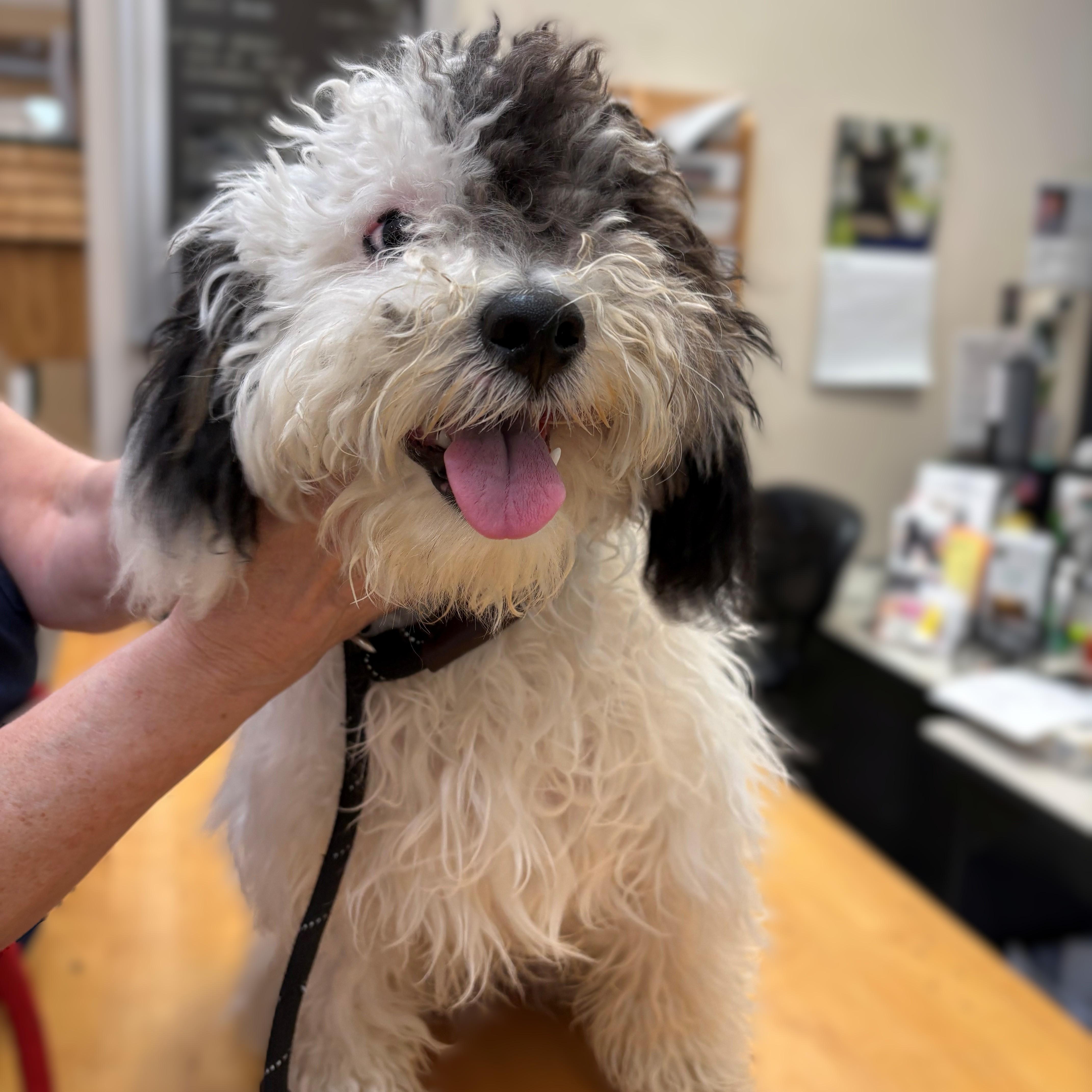 A young small-sized male White / Cream Shih poo dog named Mickey for adoption in Columbia, MD