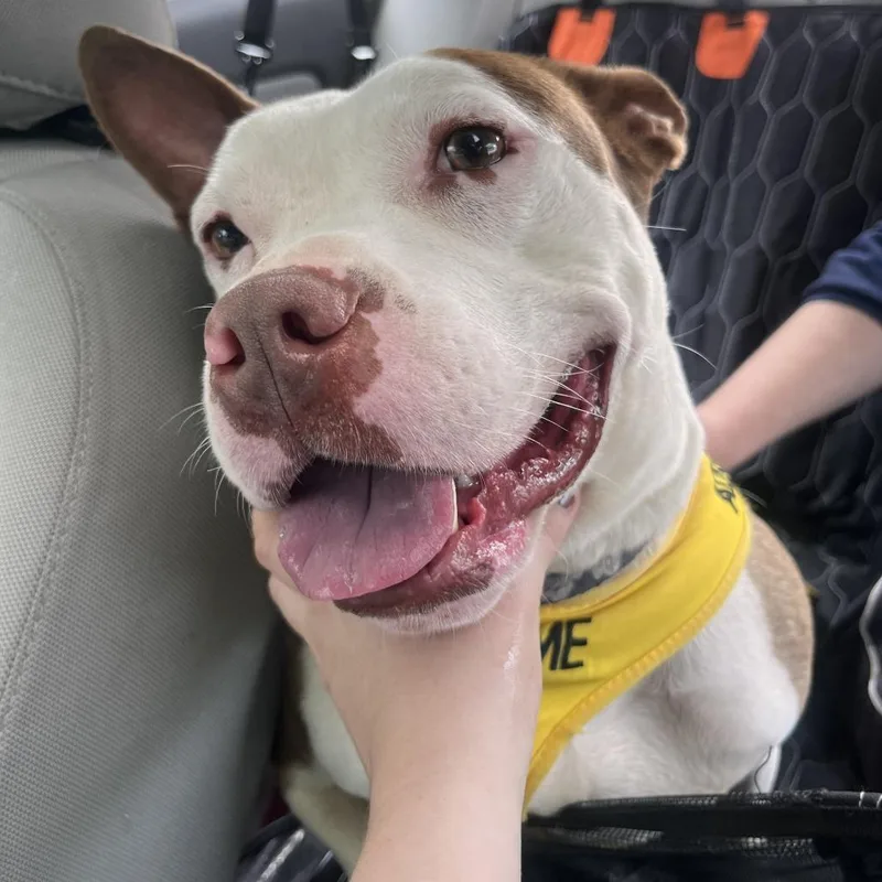 An adult medium-sized male Brown / Chocolate Mixed Breed dog named Brown Crown for adoption in Philadelphia, PA