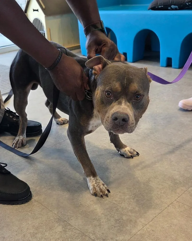 A young large-sized male Mixed Breed dog named Yeezy for adoption in Bossier City, LA