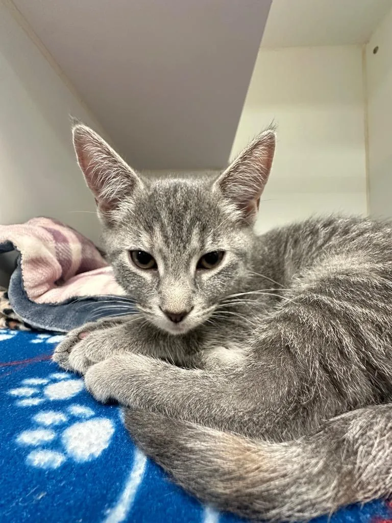 A baby small-sized female Domestic Short Hair cat named Zoey for adoption in Johnson City, TN