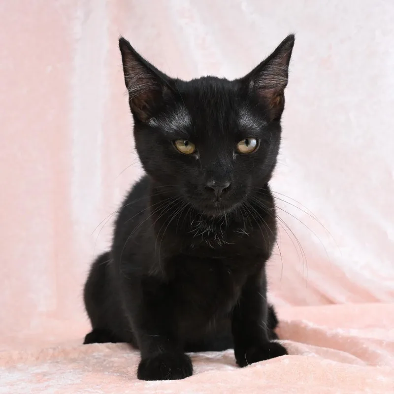 A baby small-sized male Black Domestic Short Hair cat named Parker for adoption in Mobile, AL