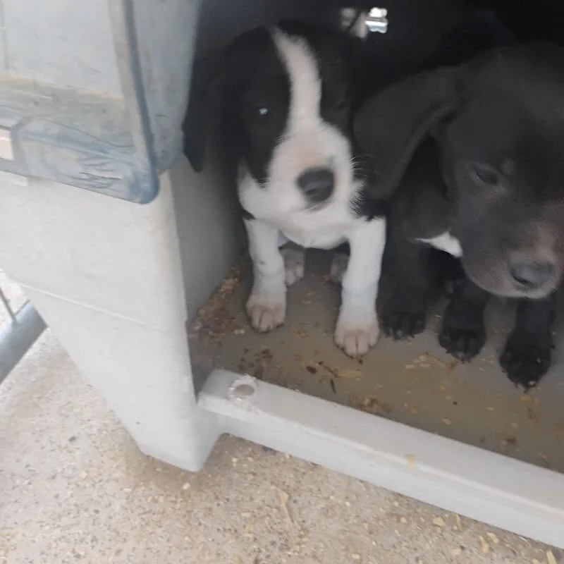 A baby small-sized male Black Mixed Breed dog named Rascal for adoption in East Smithfield , PA