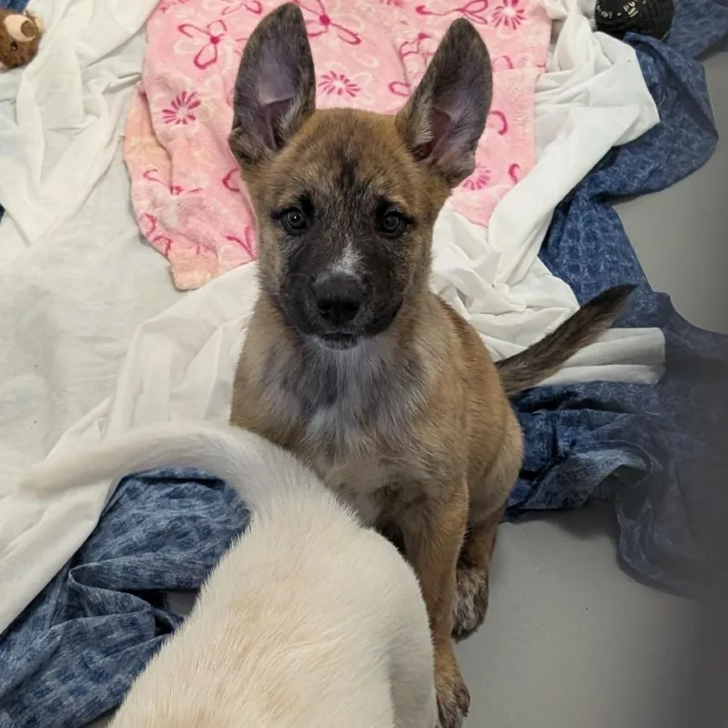 A baby small-sized male Brown / Chocolate German Shepherd Dog dog named Twizzler for adoption in Buchanan Dam, TX