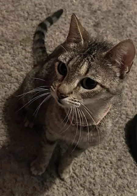 Hazel