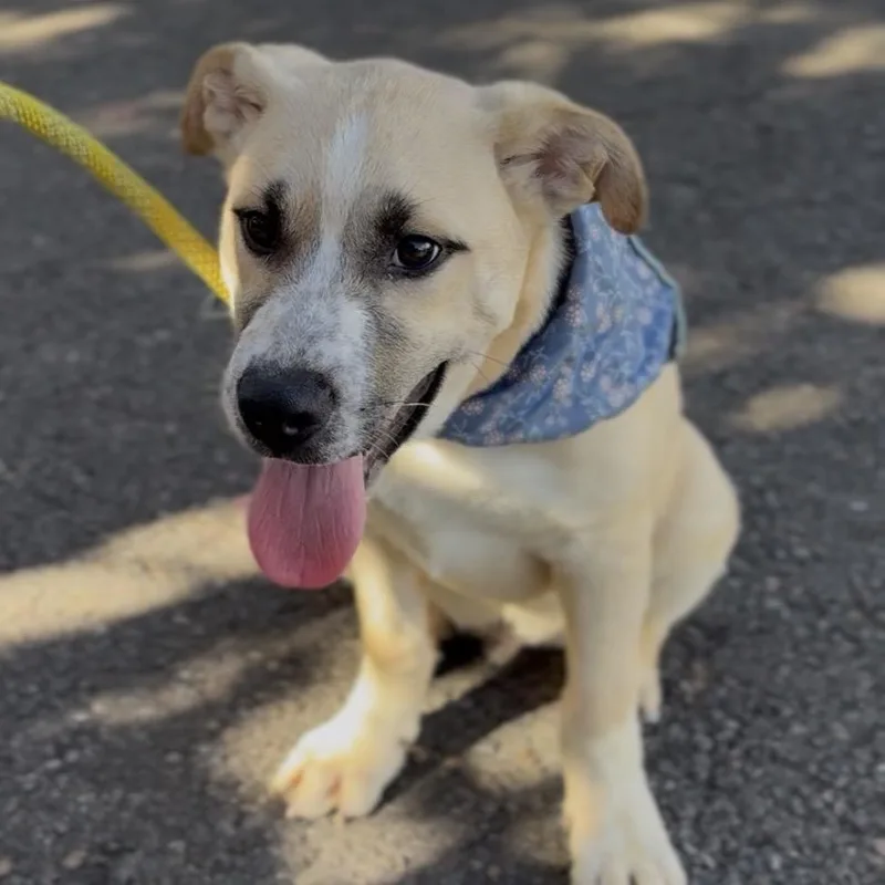 A baby medium-sized male Shepherd dog named Sam for adoption in Newberg, OR