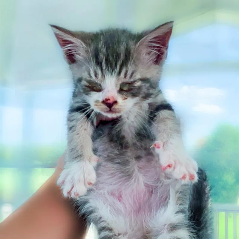 A baby small-sized female Gray / Blue / Silver Domestic Short Hair cat named Ladle for adoption in Chapel Hill, NC