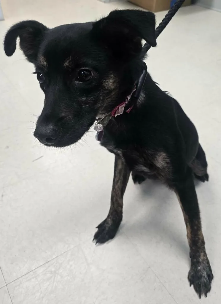 A baby medium-sized female German Shepherd Dog dog named Bella for adoption in Culpeper, VA