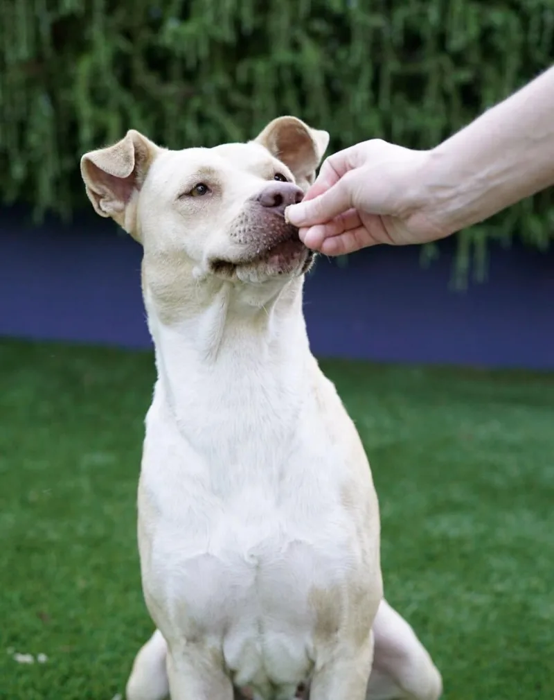 An adult large-sized female American Bully dog named Jade for adoption in Pasadena, CA