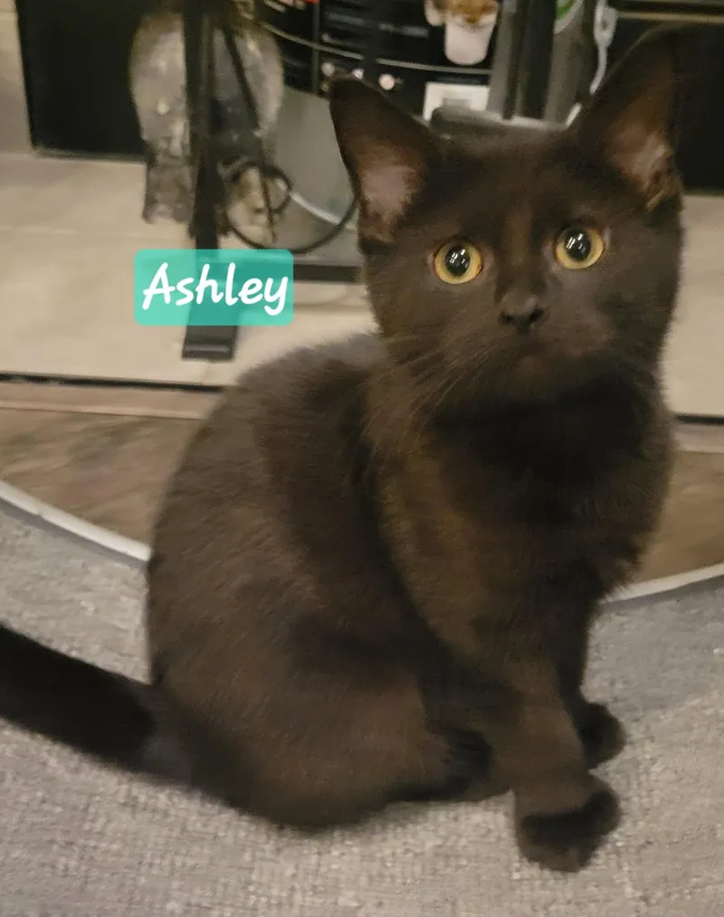 A baby small-sized female Black Domestic Short Hair cat named Ashley for adoption in Indianapolis, IN