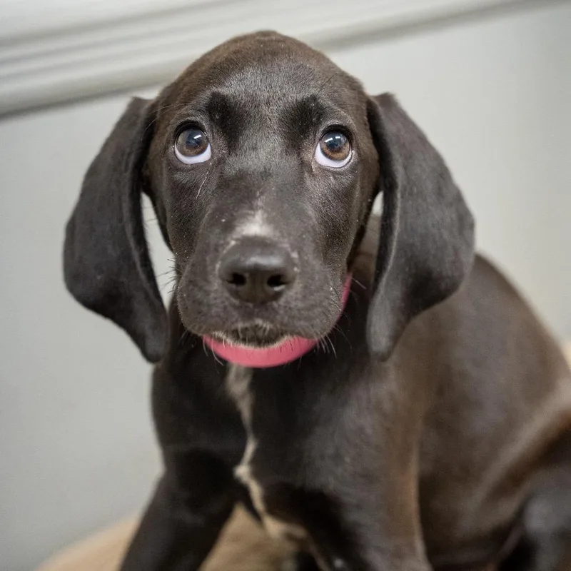 A baby medium-sized female Black Labrador Retriever dog named Kanga for adoption in Pawling, NY
