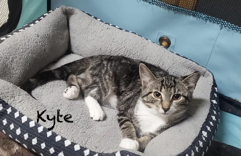 Kyte