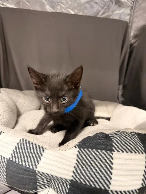 An adult small-sized male Domestic Short Hair cat named Feta for adoption in Appling, GA