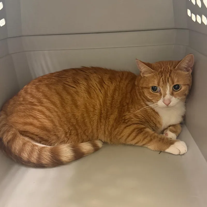 An adult large-sized female Orange / Red Domestic Short Hair cat named Penny for adoption in Charlottesville, VA