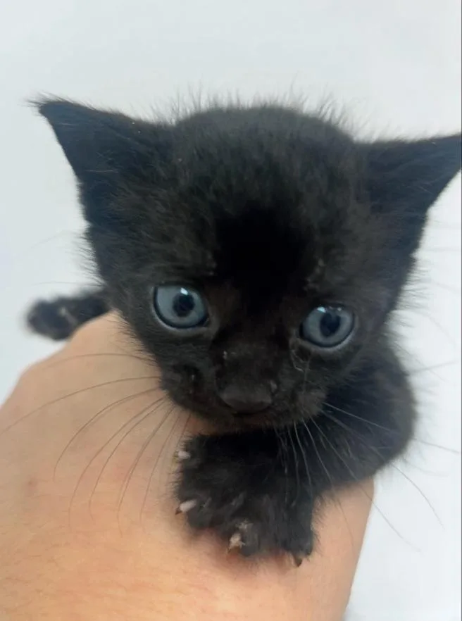 A baby small-sized male Domestic Short Hair cat named Bento for adoption in Hartsville, SC