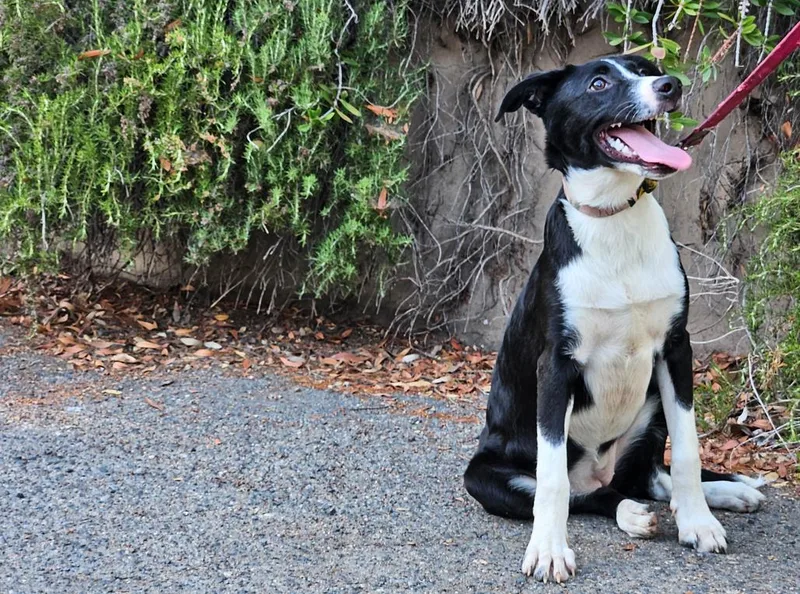 A young medium-sized female Border Collie dog named Nelly for adoption in Escondido, CA