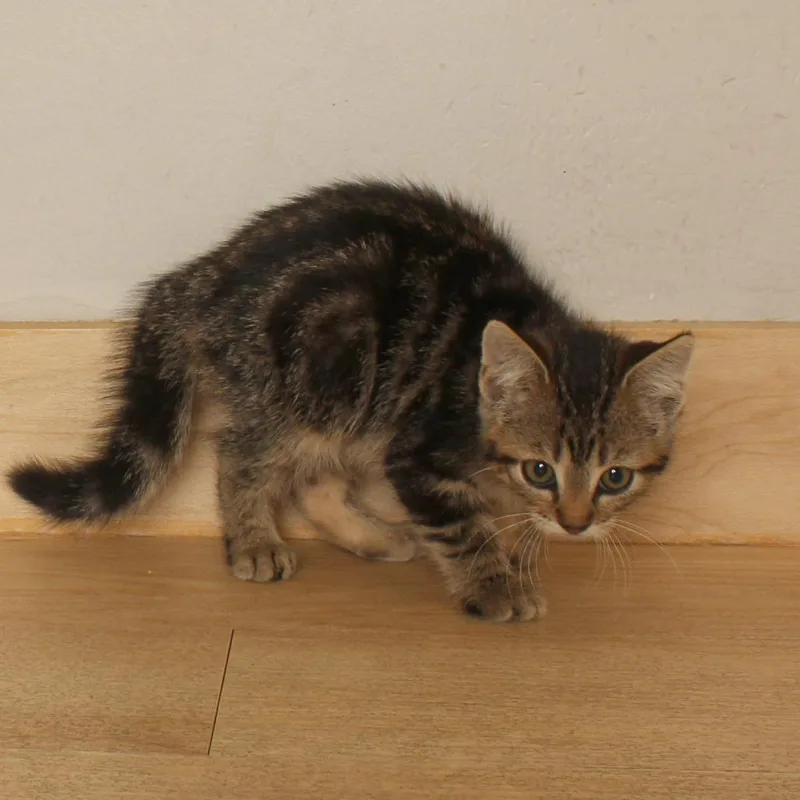 A baby small-sized female Brown / Chocolate Domestic Short Hair cat named Greg C for adoption in Minnetonka, MN