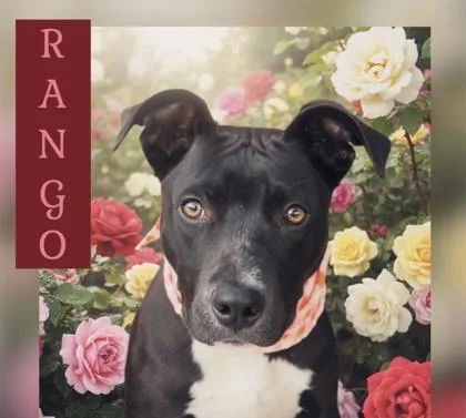 A baby medium-sized male Labrador Retriever dog named Rango $ for adoption in Seneca, SC