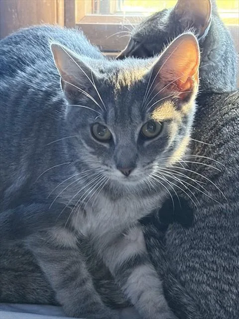 A baby small-sized female Domestic Short Hair cat named Sunny for adoption in Westminster, MD