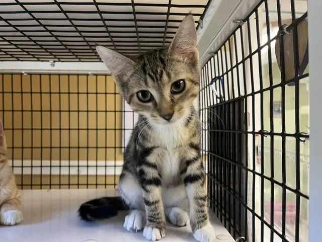 A young small-sized male Black Domestic Short Hair cat named Reaper for adoption in Grosse Ile, MI
