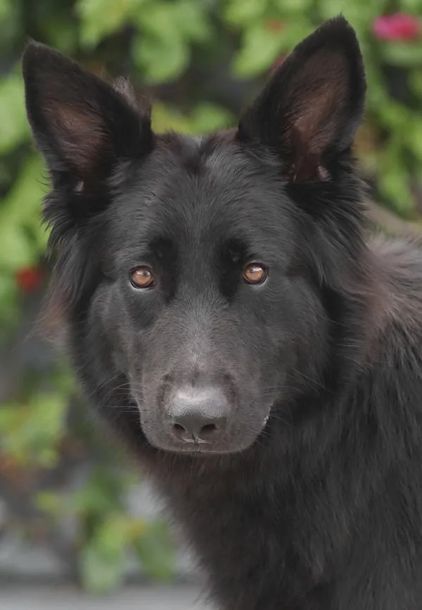 A young large-sized female Black German Shepherd Dog dog named Tori von Teldau for adoption in Los Angeles, CA
