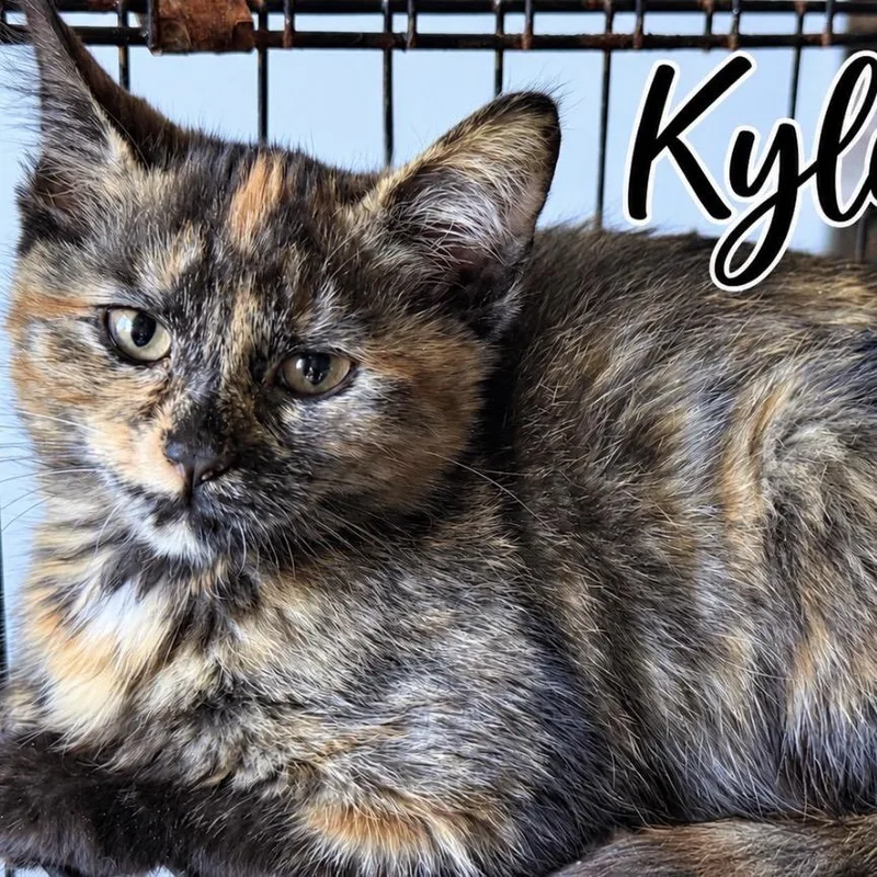 A baby small-sized female Tortoiseshell Domestic Medium Hair cat named Kylie for adoption in Lancaster, OH