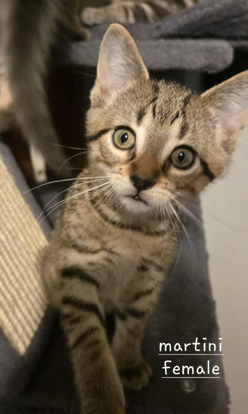 A baby medium-sized female Domestic Short Hair cat named Martini for adoption in Walled Lake, MI