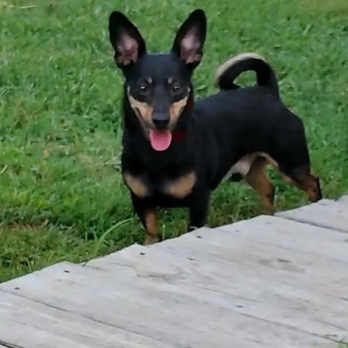 An adult small-sized male Dachshund dog named Milo for adoption in Plain City, OH