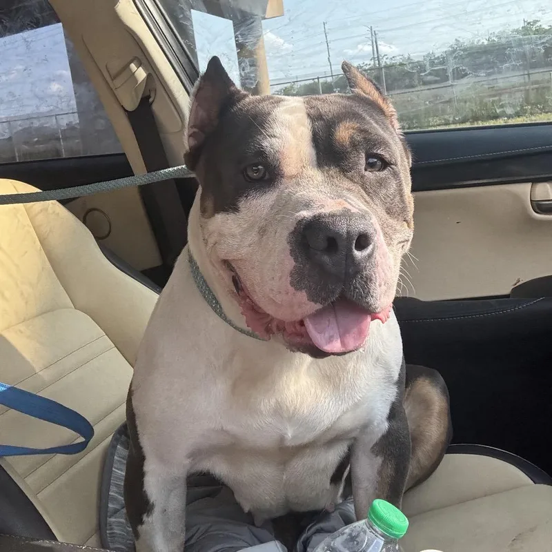An adult large-sized female Gray / Blue / Silver Pit Bull Terrier dog named Pixie ~ Coming Soon!!! for adoption in Chicago, IL