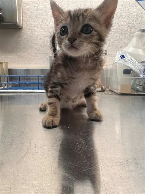 A baby small-sized male Domestic Short Hair cat named Max for adoption in Houston, TX