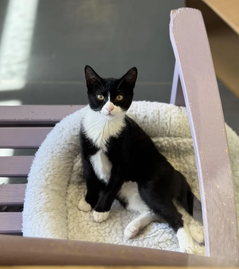 A young medium-sized male Black & White / Tuxedo Domestic Short Hair cat named Totoro for adoption in Eagle, CO