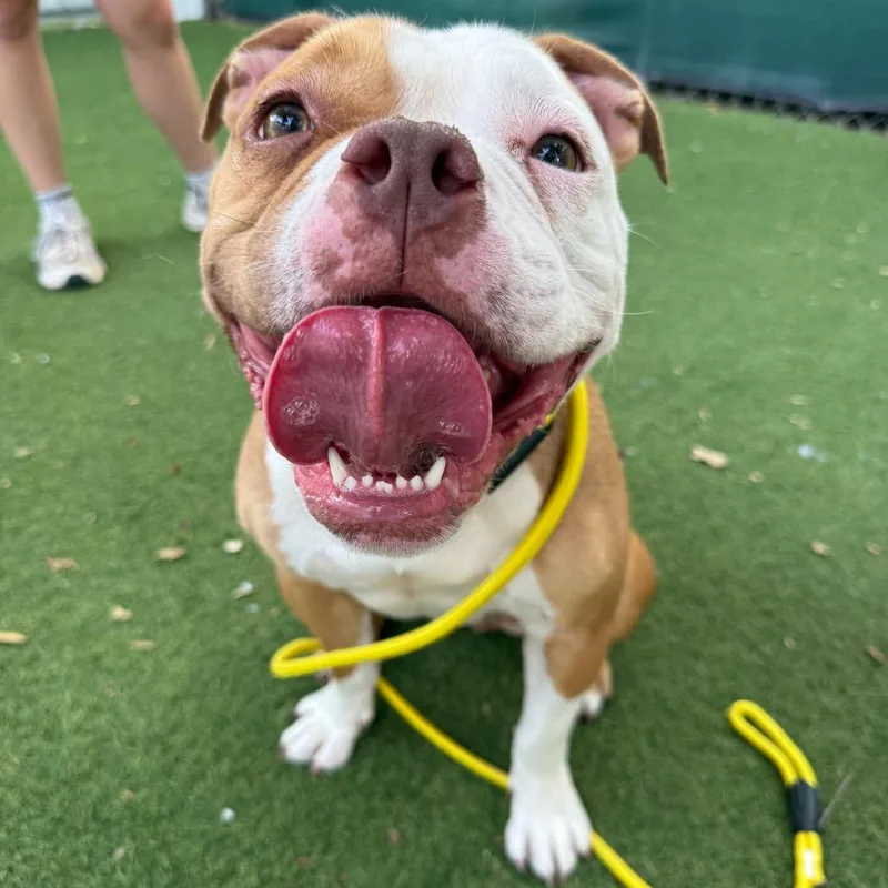 An adult medium-sized female Pit Bull Terrier dog named Leila for adoption in San Diego, CA