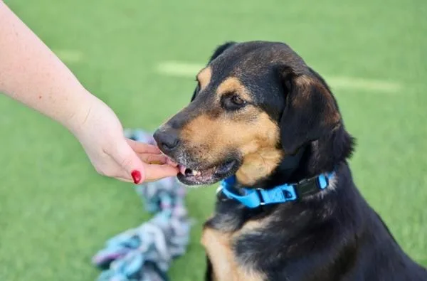 An adult medium-sized female Hound dog named Michigan for adoption in San Diego, CA