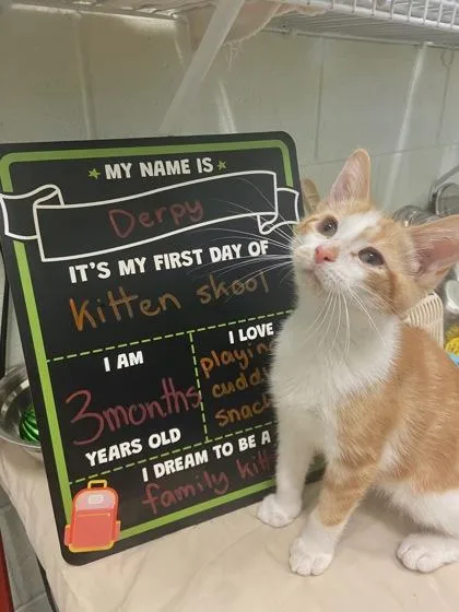 A young small-sized male Domestic Short Hair cat named Derpy for adoption in Columbus, IN