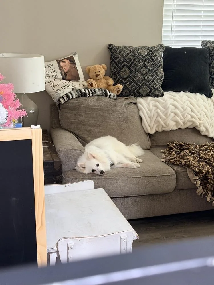 A senior small-sized female White / Cream American Eskimo Dog dog named Princess Gloria for adoption in Germantown, OH