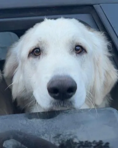 A young extra large-sized male White / Cream Great Pyrenees dog named Glacier for adoption in Mauston, WI