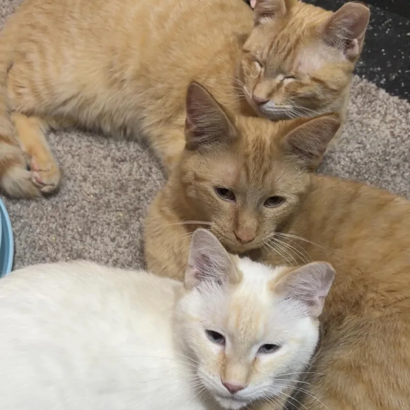 Vincent C thumbnail 2