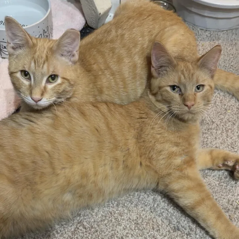 Vincent C thumbnail 3