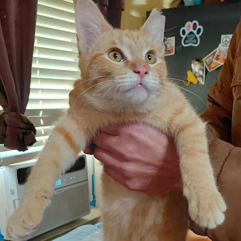 Vincent C thumbnail 4