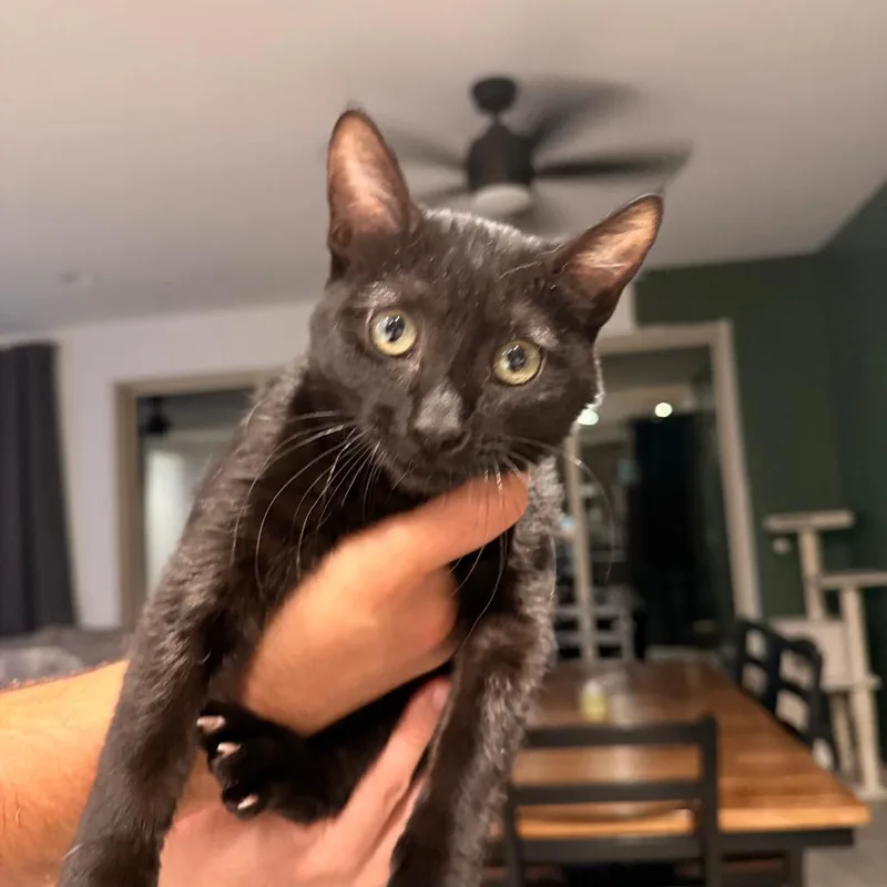 A baby small-sized female Black Domestic Medium Hair cat named Fzsa Zsa for adoption in Arizona City, AZ