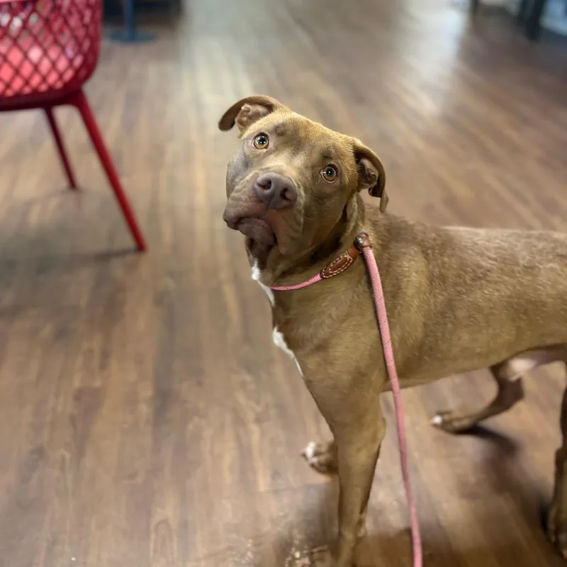 A young medium-sized male Yellow / Tan / Blond / Fawn Pit Bull Terrier dog named Rico for adoption in Port Richey, FL