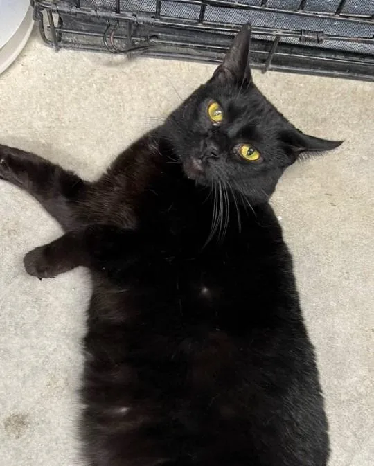 An adult medium-sized female Domestic Short Hair cat named Mama for adoption in Hartford City, IN