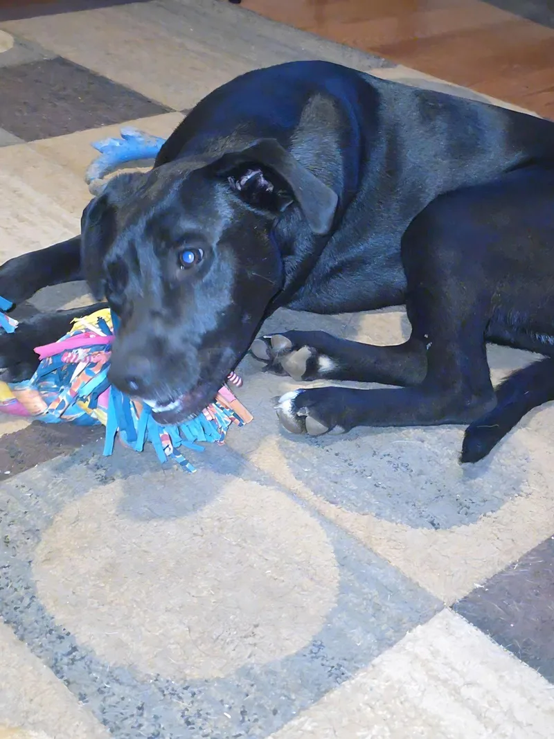 Jax thumbnail 2