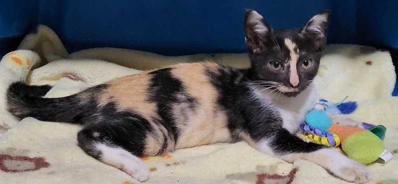 A baby small-sized female Calico Domestic Short Hair cat named Cali for adoption in Raleigh, NC