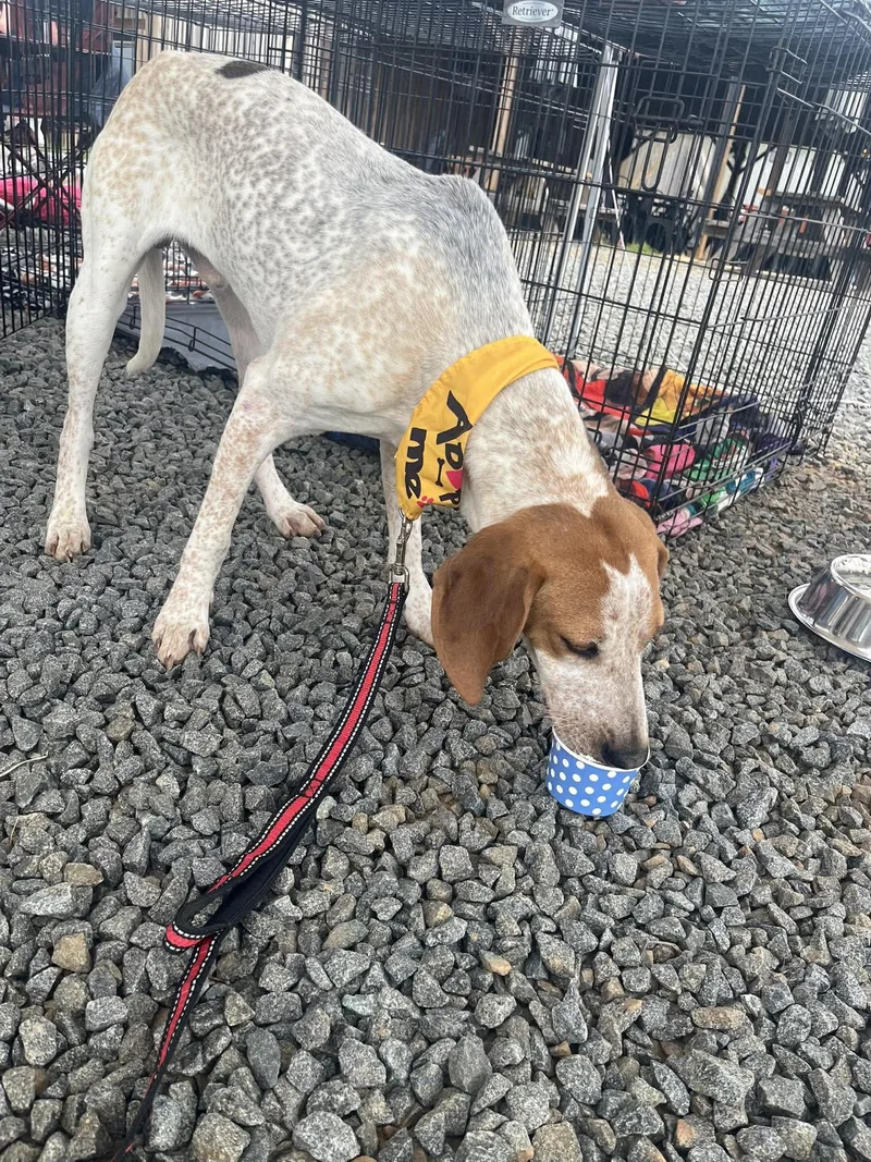 Lil Knife thumbnail 2