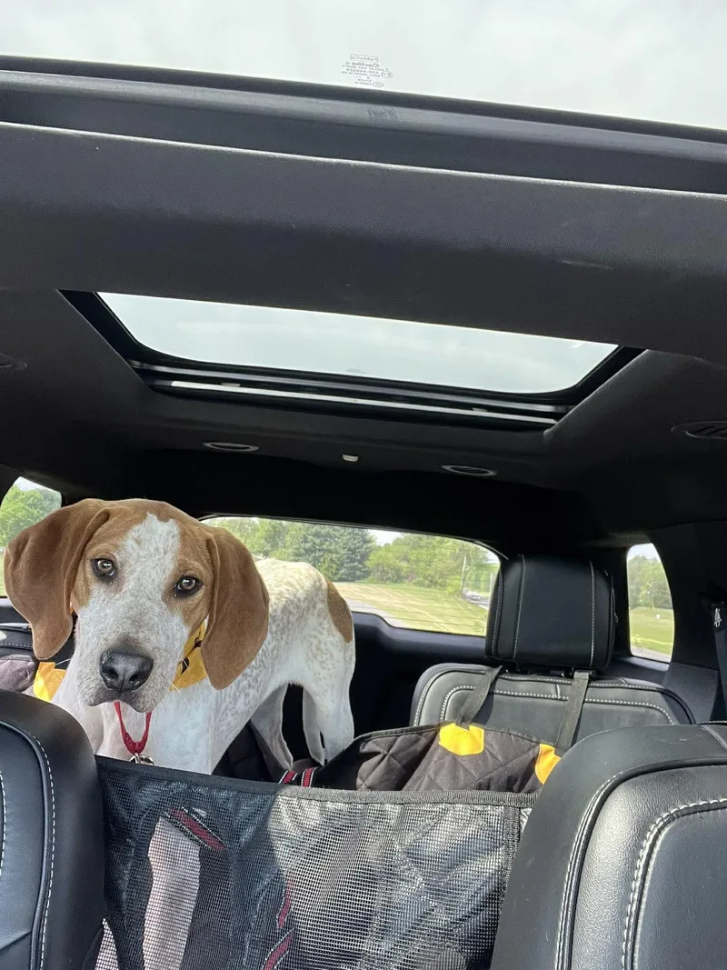 Lil Knife thumbnail 3