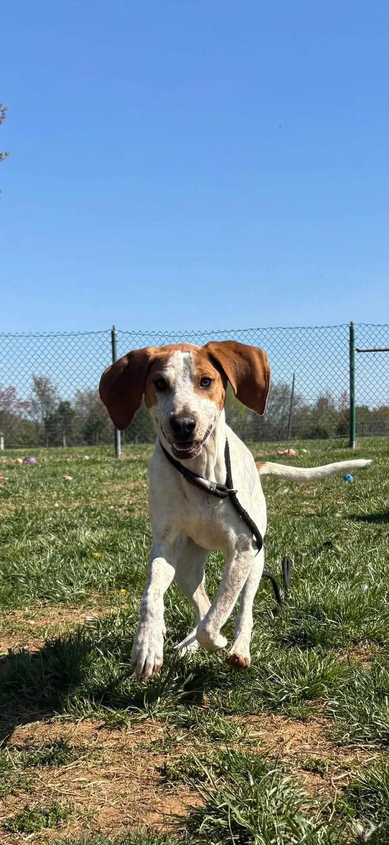 A baby medium-sized male Red / Chestnut / Orange English Coonhound dog named Lil Knife for adoption in Culpeper, VA