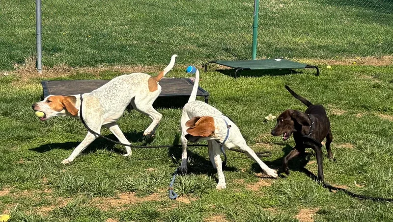 Lil Knife thumbnail 5