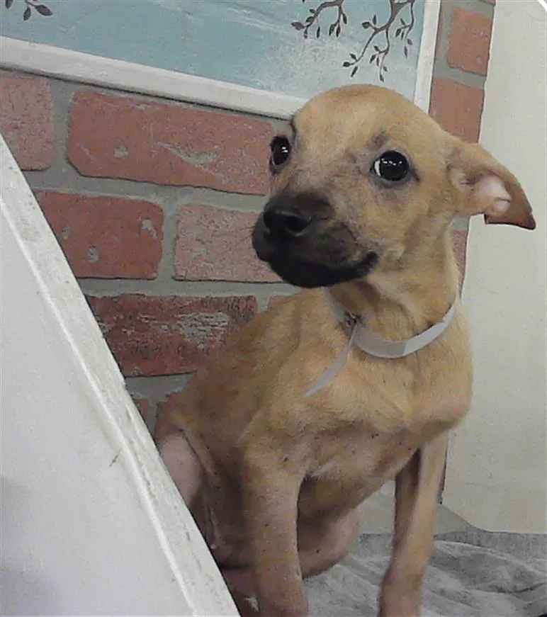 A baby small-sized female Chihuahua dog named Sass Pot for adoption in Houston, TX